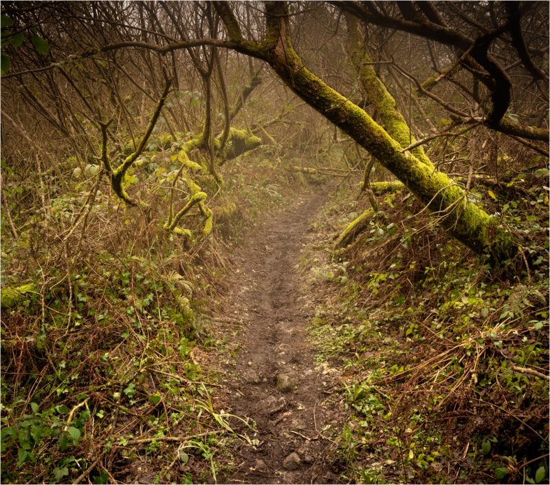 Woodland Path.jpg